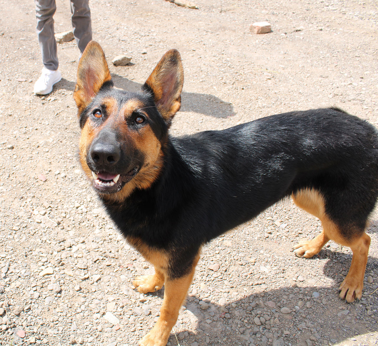 Picture of the Zetwick's dog 